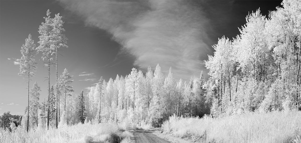 Infrared Panorama of Meadow, Gravel Road and Birch Forest, Central Finland.
